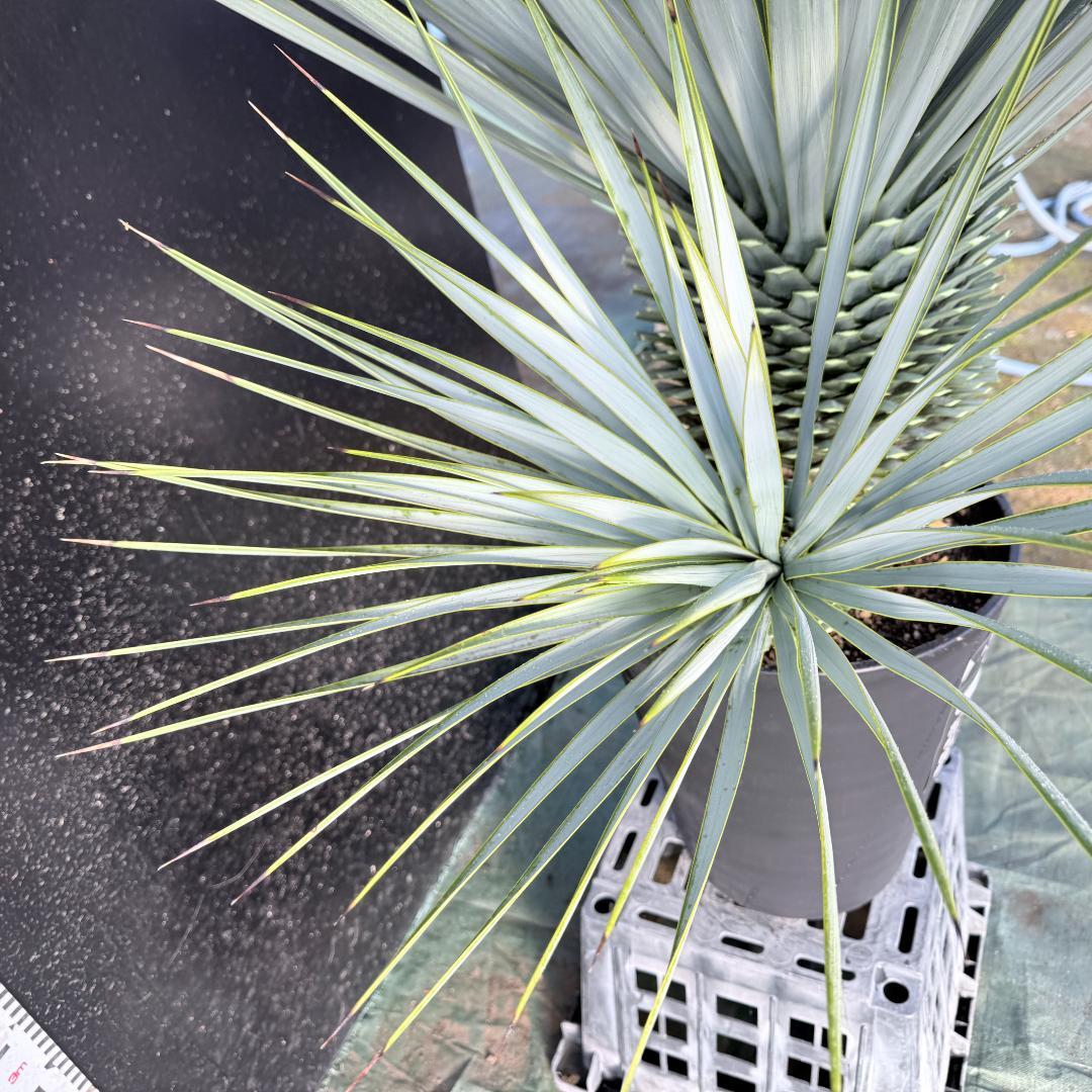 【AL1116】ユッカ　ロストラータ　希少ダブルヘッド