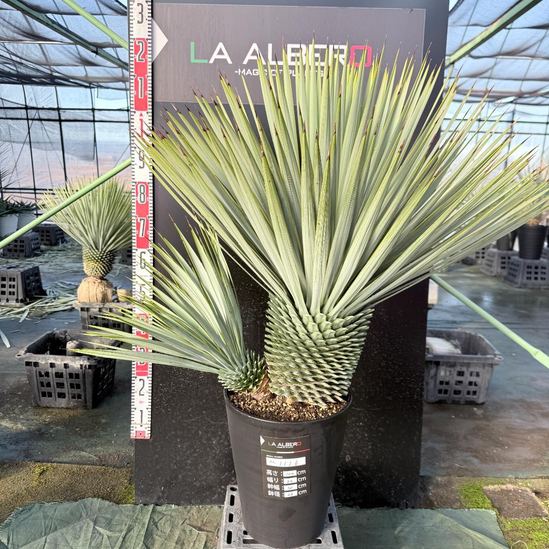 【AL1116】ユッカ　ロストラータ　希少ダブルヘッド