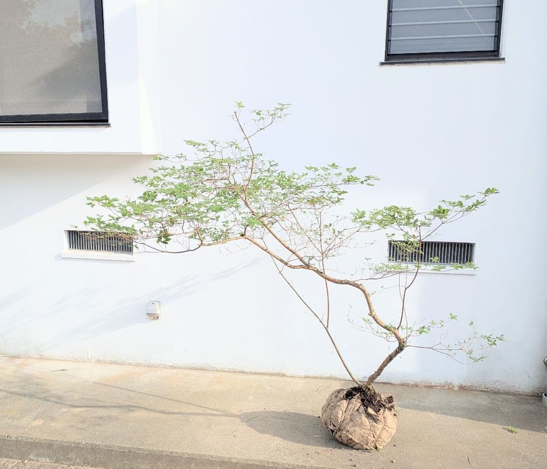 唯一無二。山採りヤマツツジ。