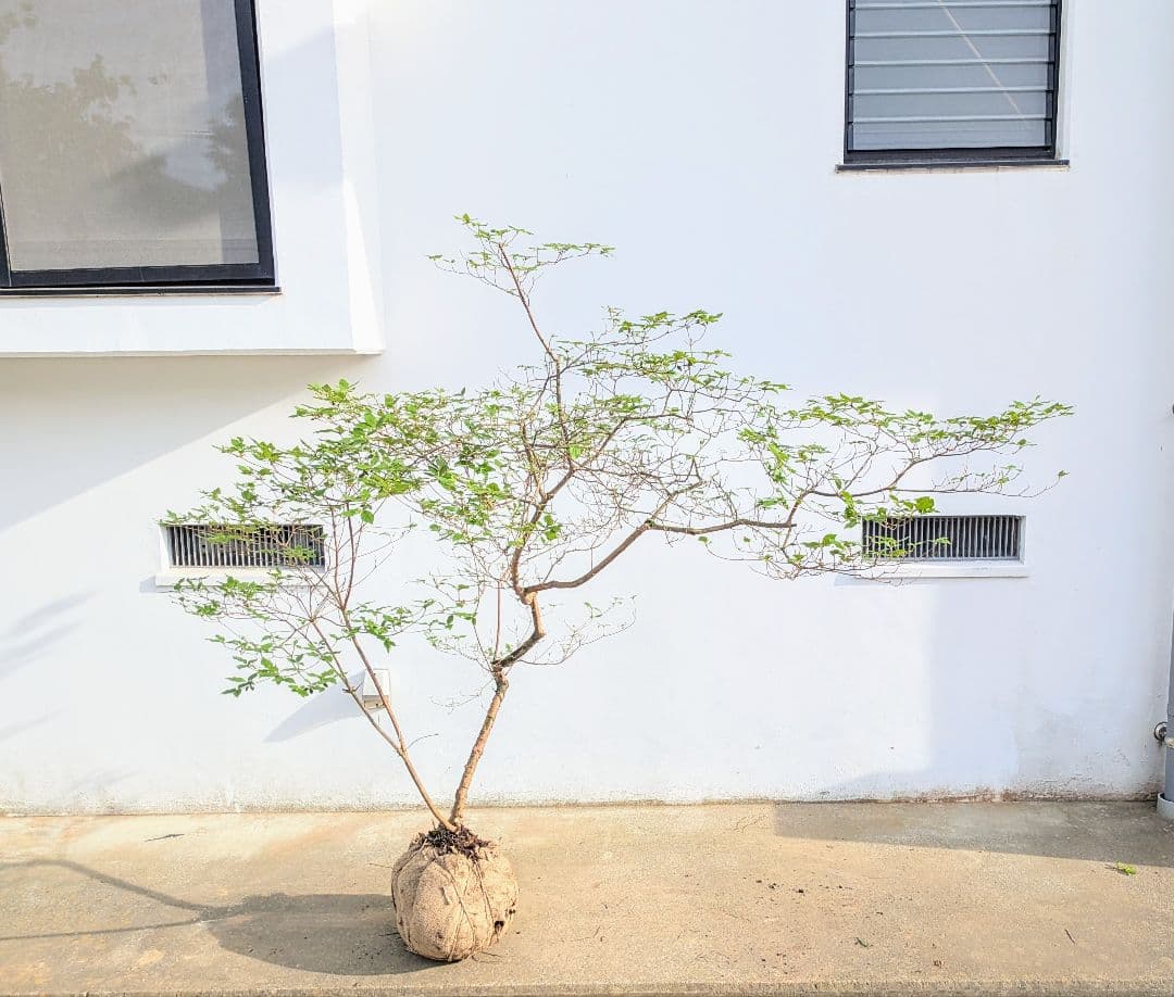 唯一無二。山採りヤマツツジ。