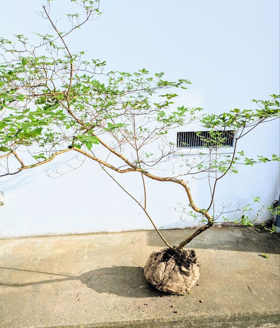 唯一無二。山採りヤマツツジ。