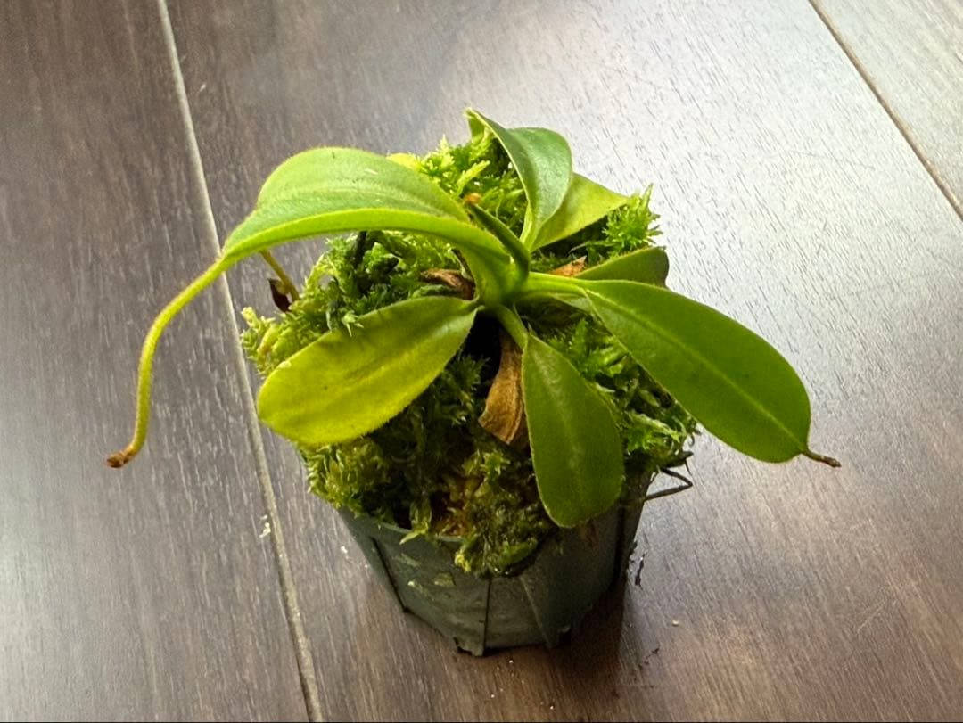 食虫植物N. xtrusmadensis AW clone:3