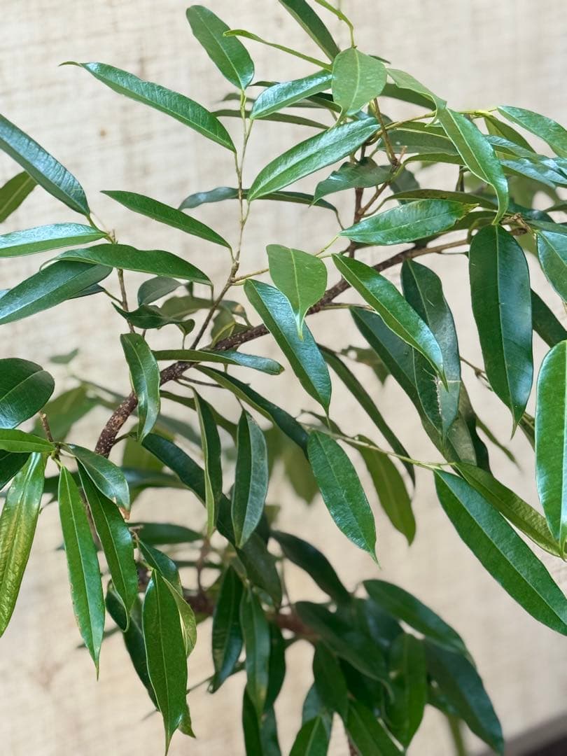 ☆フィカス アムステルダムキング♪ 曲がり仕立て 108cm♪