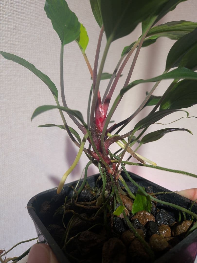 Homalomena sp.\"緑備\" PP-241104-1 親株 正規タグ付き