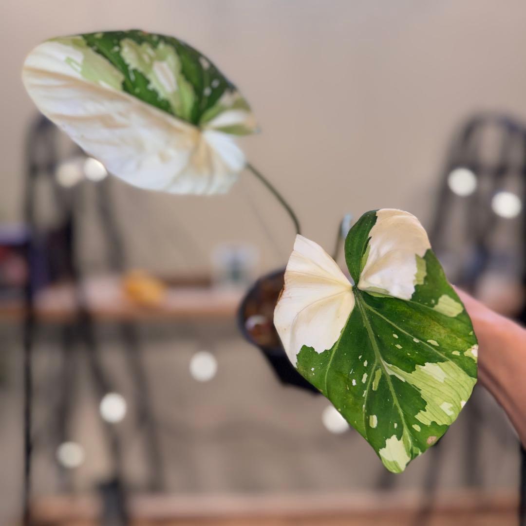 e*o様 31 フィロデンドロン　グロリオーサム　トリカラー　斑入り　超美株