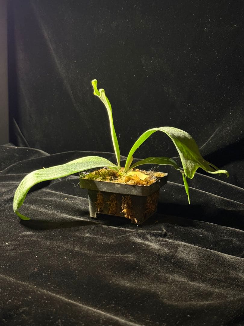 【トンクラさん新交配種】Faline#5 子株　タイ輸入株