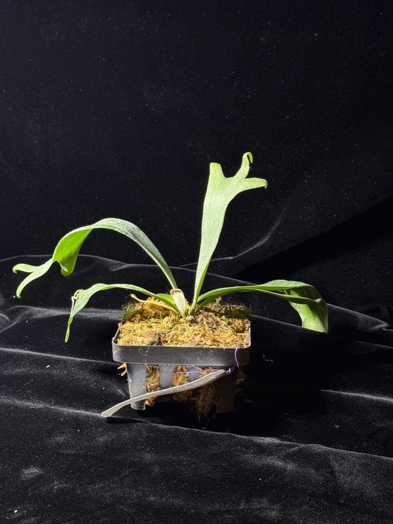 【トンクラさん新交配種】Faline#5 子株　タイ輸入株