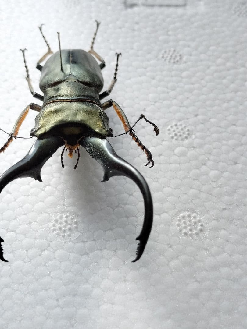 特大モンギローニホソアカクワガタ標本（超貴重）