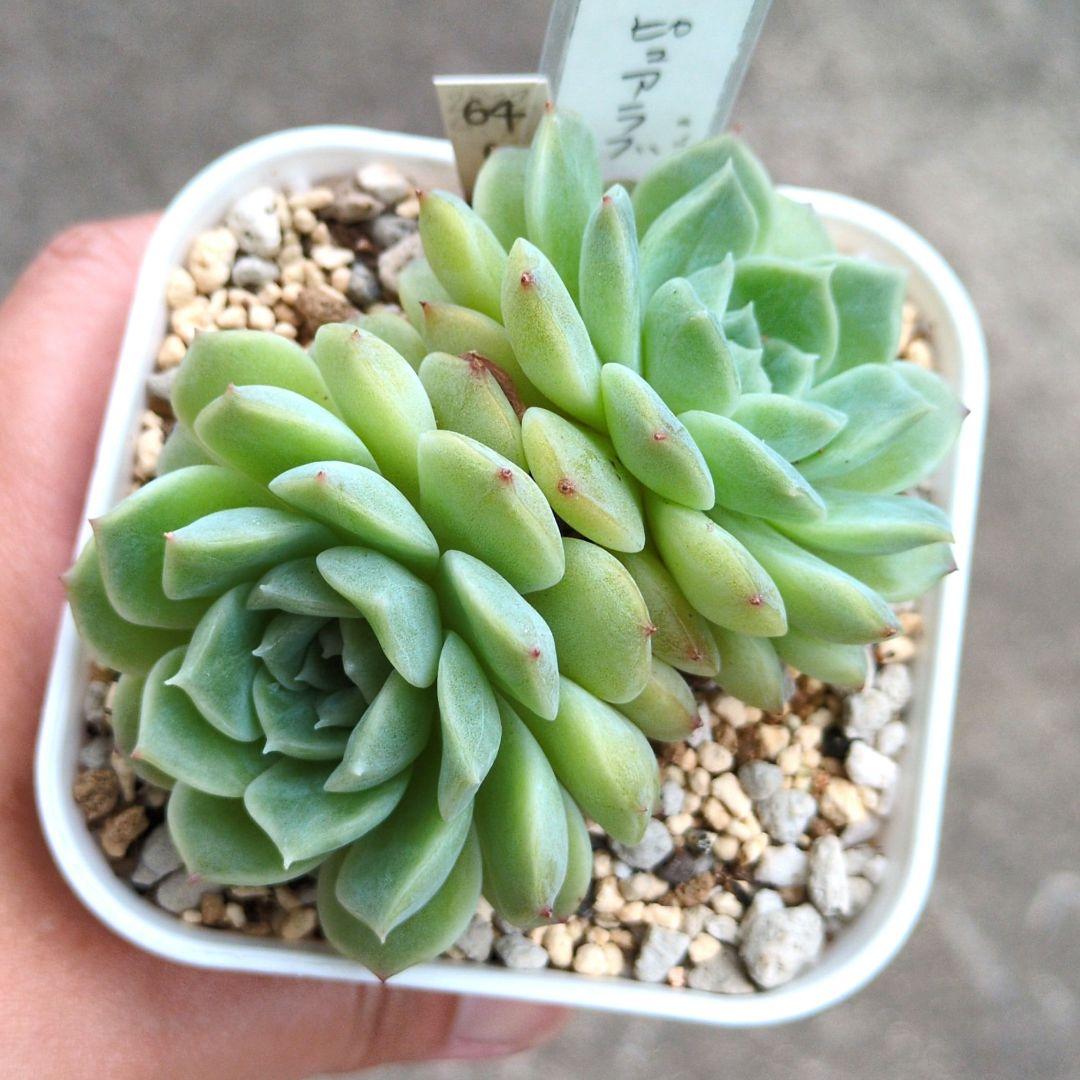 64. 多肉植物 ピュアラブ 800円【抜き苗】
