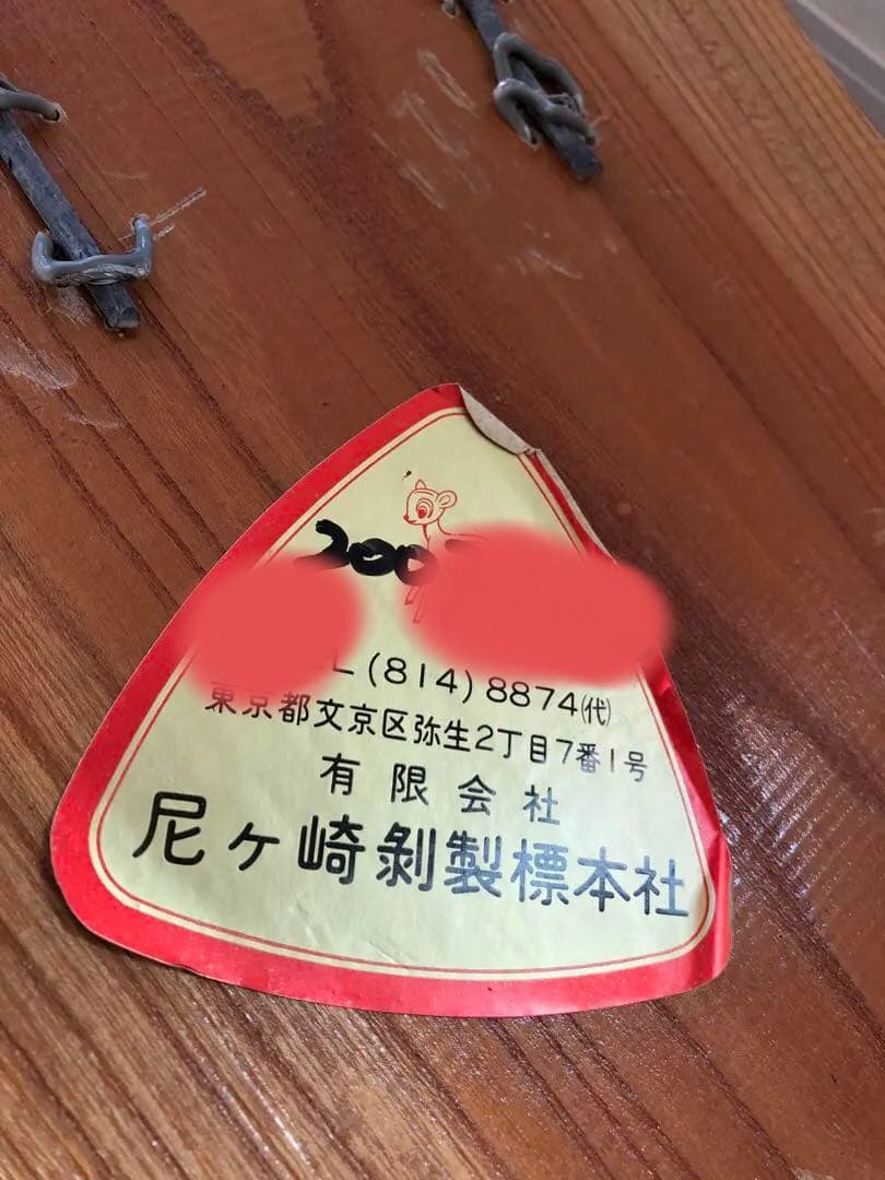 Taxidermy リアル犬の置物 茶色と白 約