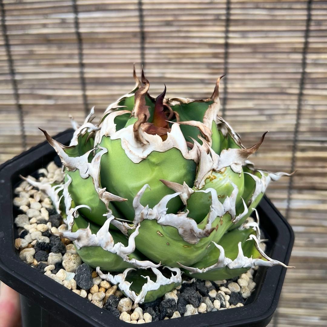 台湾　lize産　シーザー　凱撤