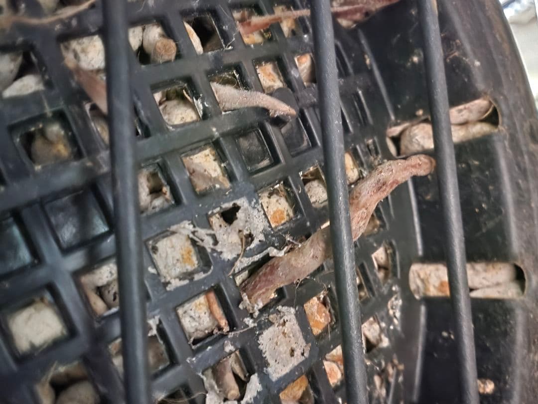 専用出品 リピ割 ユッカロストラータ 太株 (ふ)