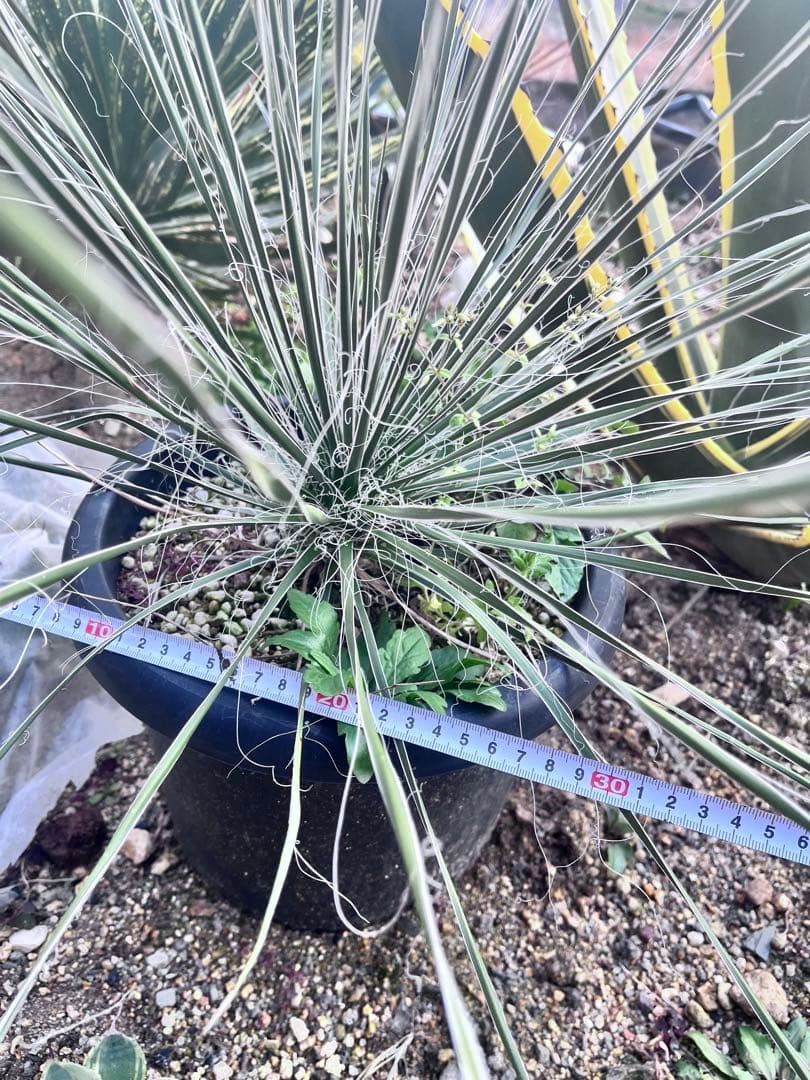 ユッカ　エラータ