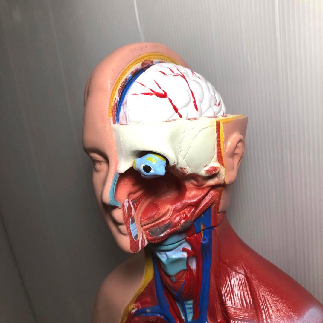 人体模型　解剖