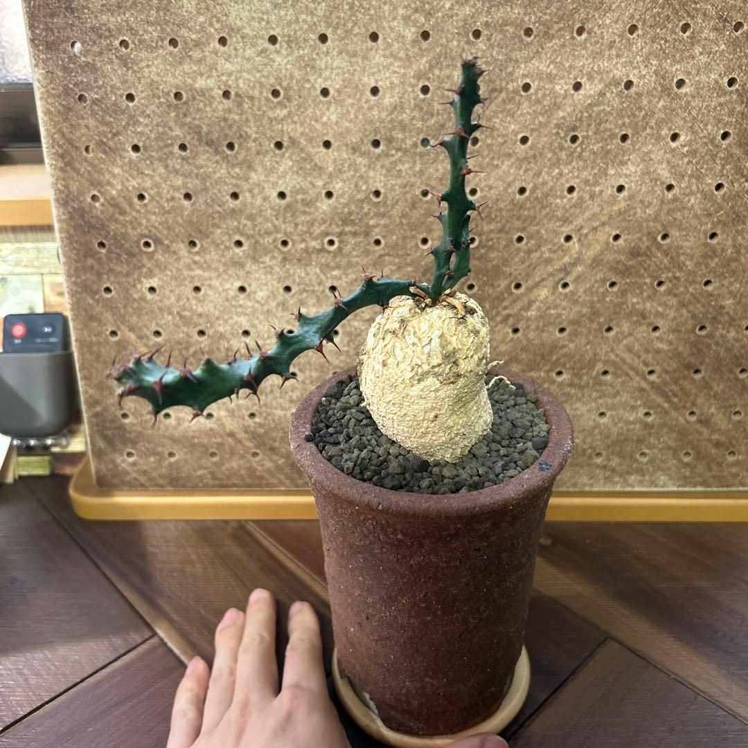 レア！大株 ユーフォルビア スクアローサ 奇怪ヶ島 現地球