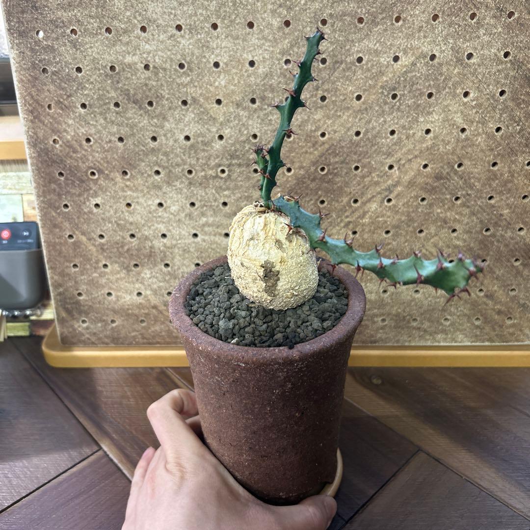 レア！大株 ユーフォルビア スクアローサ 奇怪ヶ島 現地球