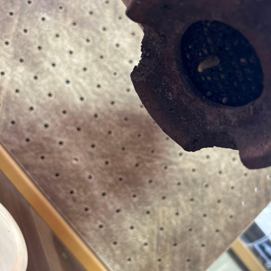 レア！大株 ユーフォルビア スクアローサ 奇怪ヶ島 現地球