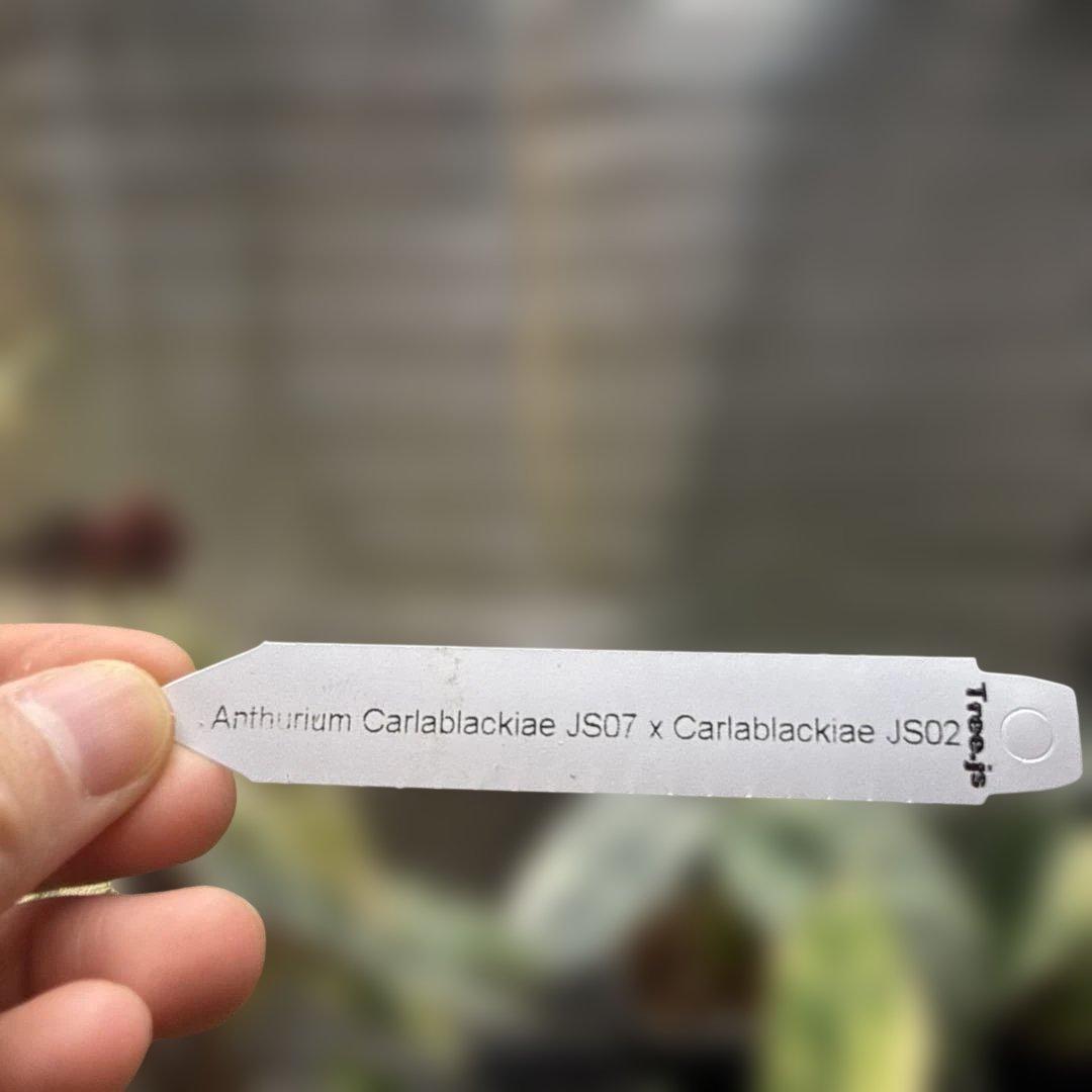 選抜 アンスリウム カーラブラッキー