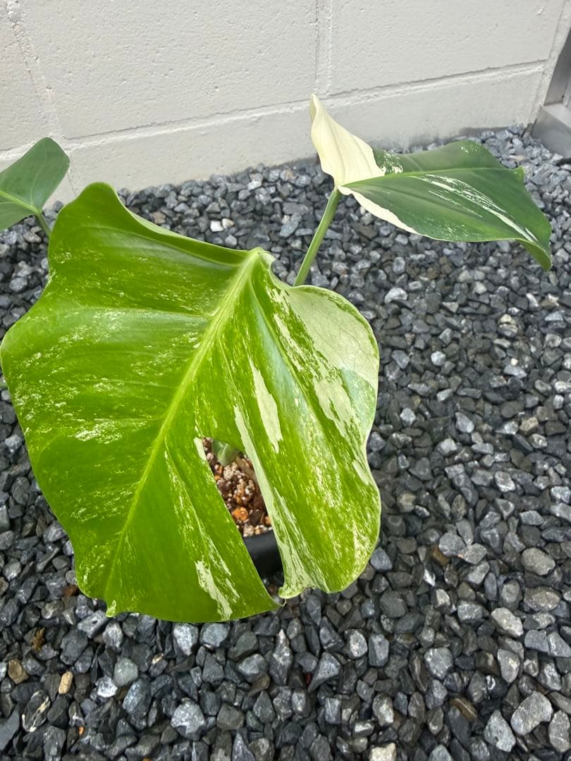 超希少なモンステラセブブルーミント