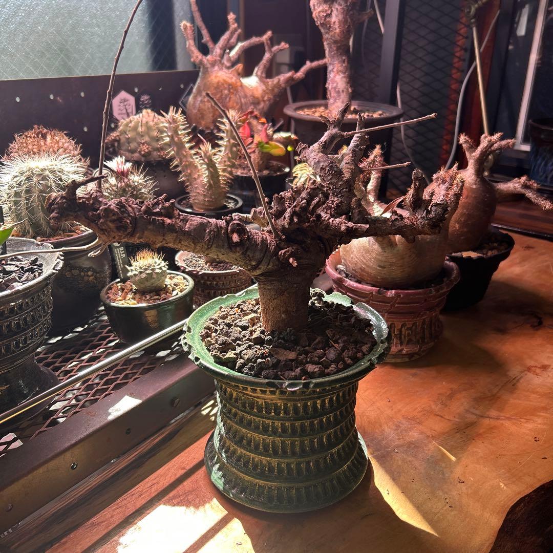 ボスべリア　ネグレクタ