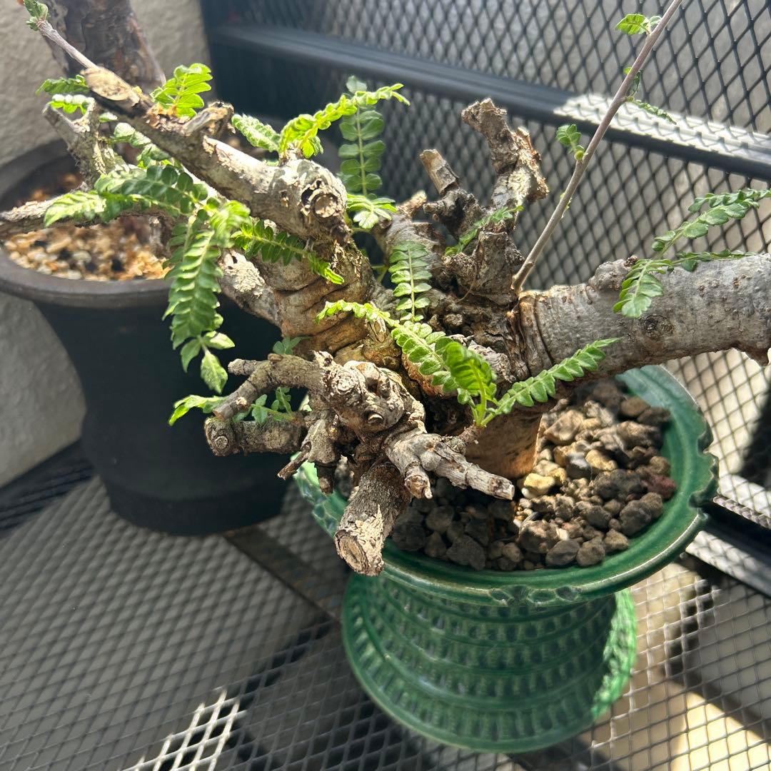 ボスべリア　ネグレクタ