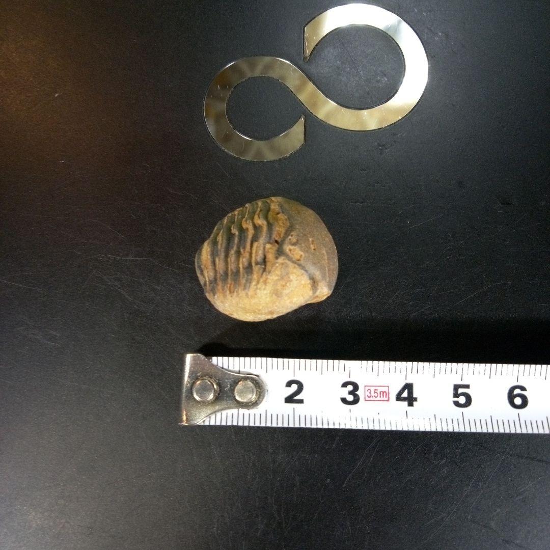 三葉虫　化石　fossil　ボリビア産　trilobite　Bolivia化石⑦