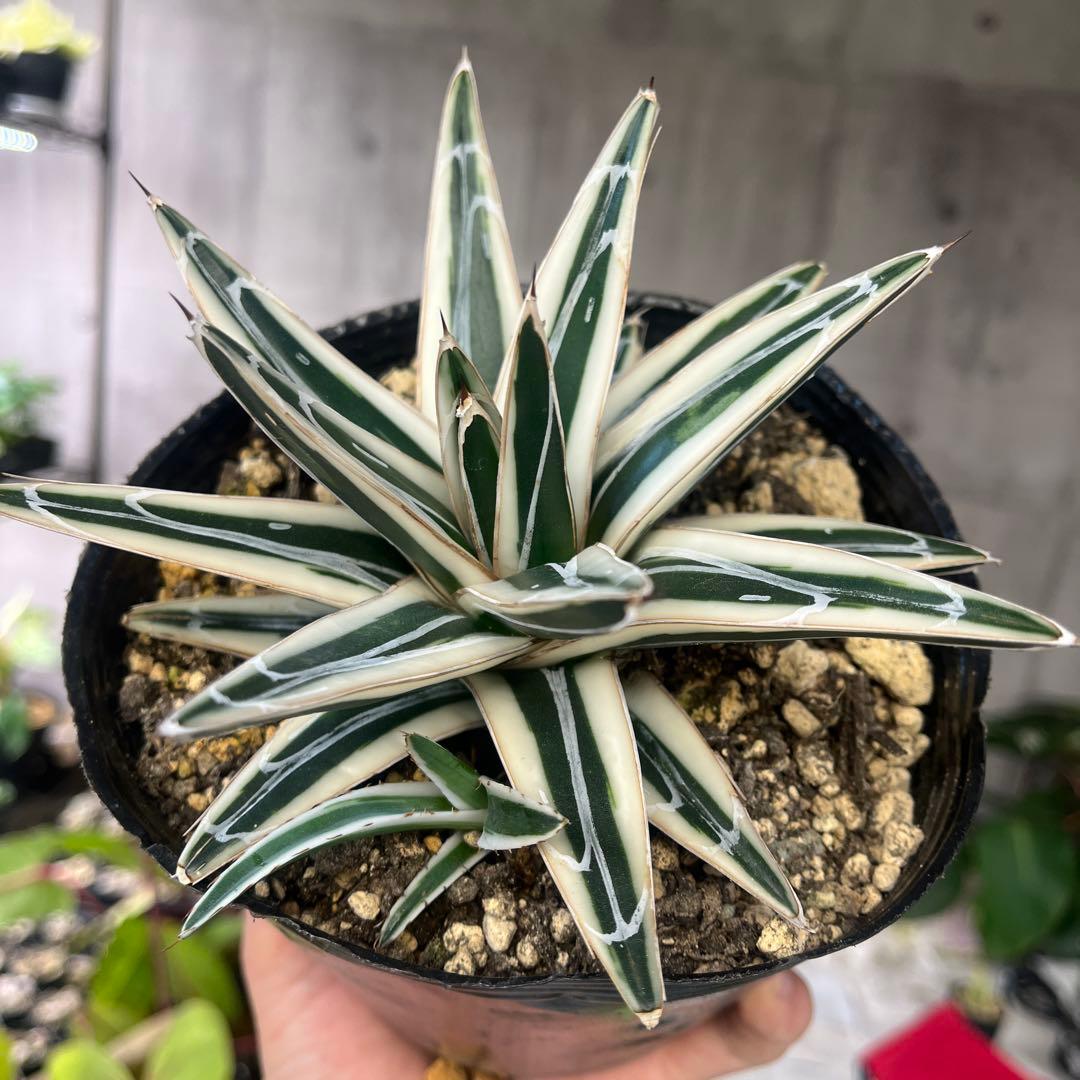 アガベ氷山極上株子株付き斑入り抜き苗発送