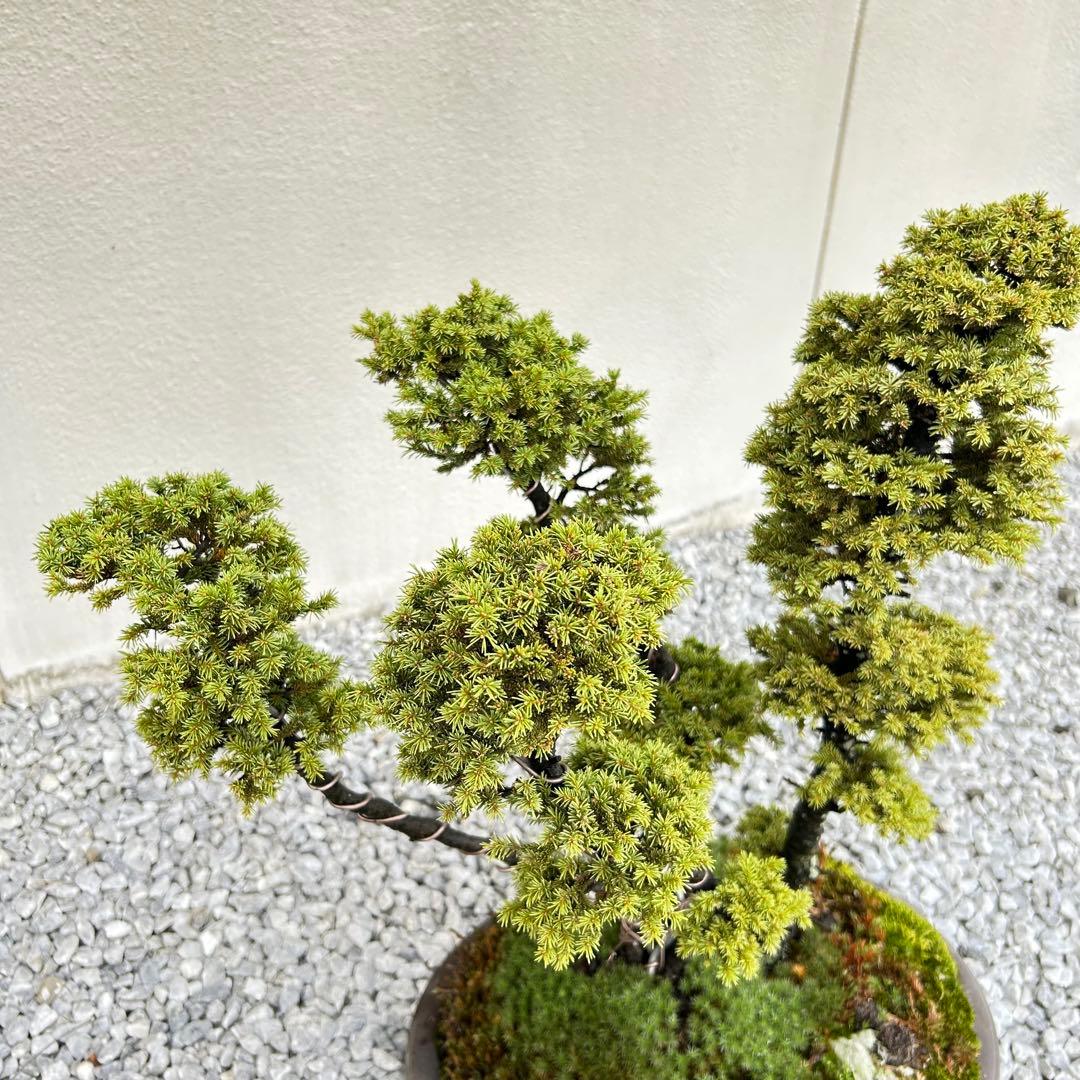 希少！5幹根連り　八房蝦夷松　中品盆栽　北海道産　エゾ松