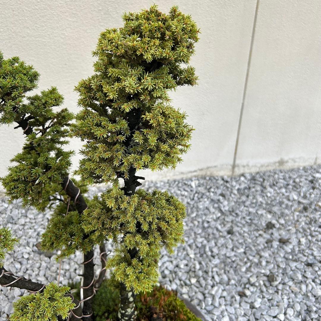 希少！5幹根連り　八房蝦夷松　中品盆栽　北海道産　エゾ松