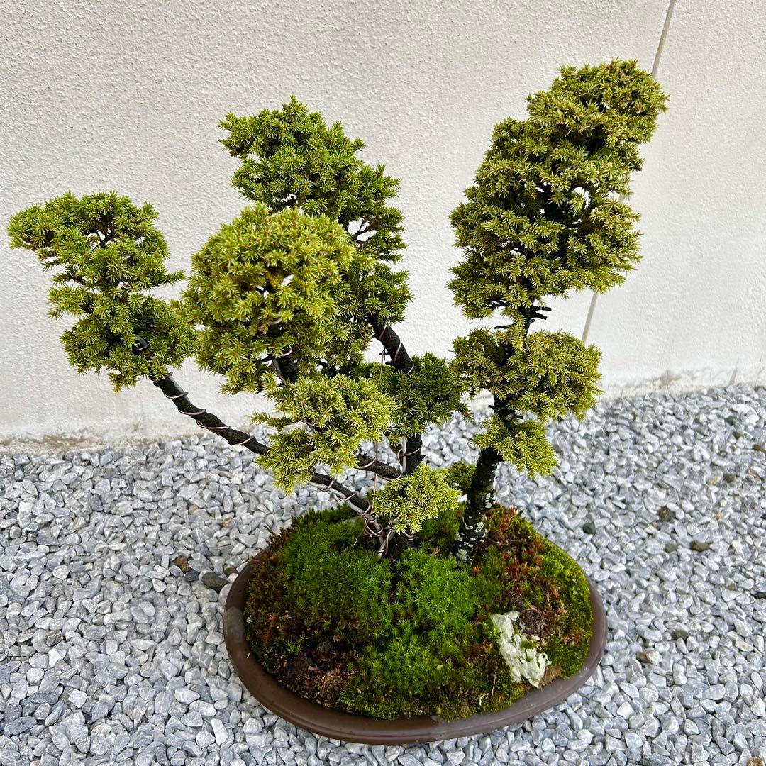 希少！5幹根連り　八房蝦夷松　中品盆栽　北海道産　エゾ松