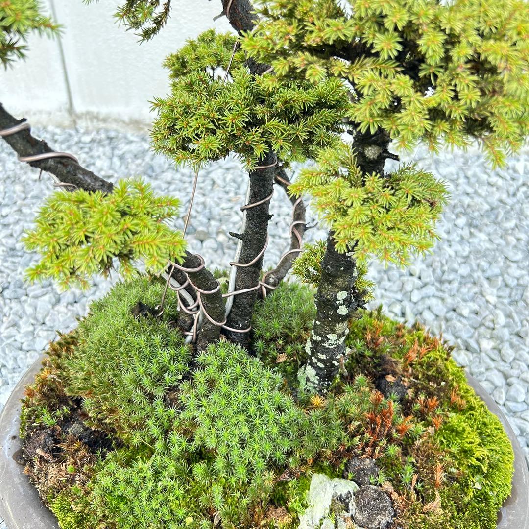 希少！5幹根連り　八房蝦夷松　中品盆栽　北海道産　エゾ松