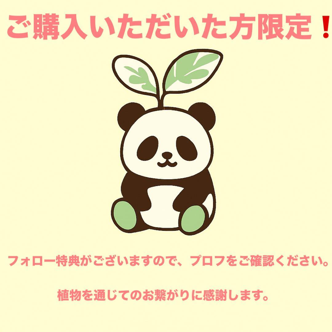 【発根済/綴化まみれ株/陶器鉢込】 綴化 パキポディウム グラキリス