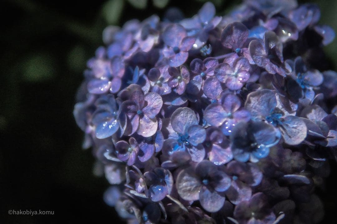 SIGMA 18-50mm F2.8 DC DN Eマウント用