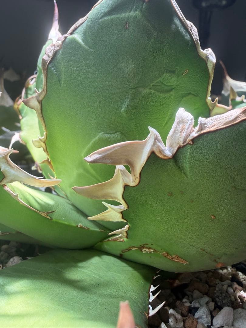 アガベ オアハカ　オテロイ　oaxaca oteroi