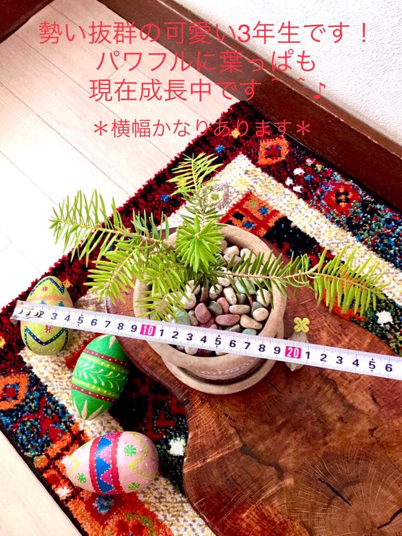 完売　　幸運のお守り＊縁起木【天然野生の森の柊さん/ひいらぎ】インドの鉢植え/大