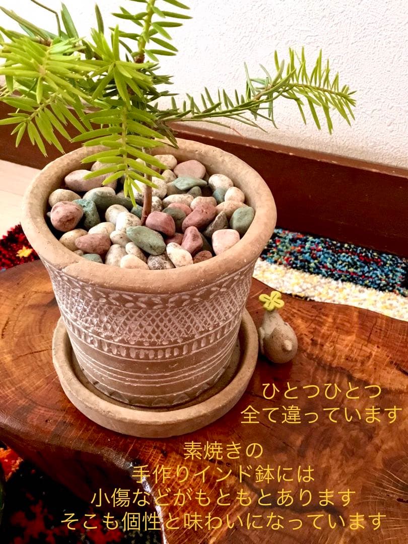 完売　　幸運のお守り＊縁起木【天然野生の森の柊さん/ひいらぎ】インドの鉢植え/大