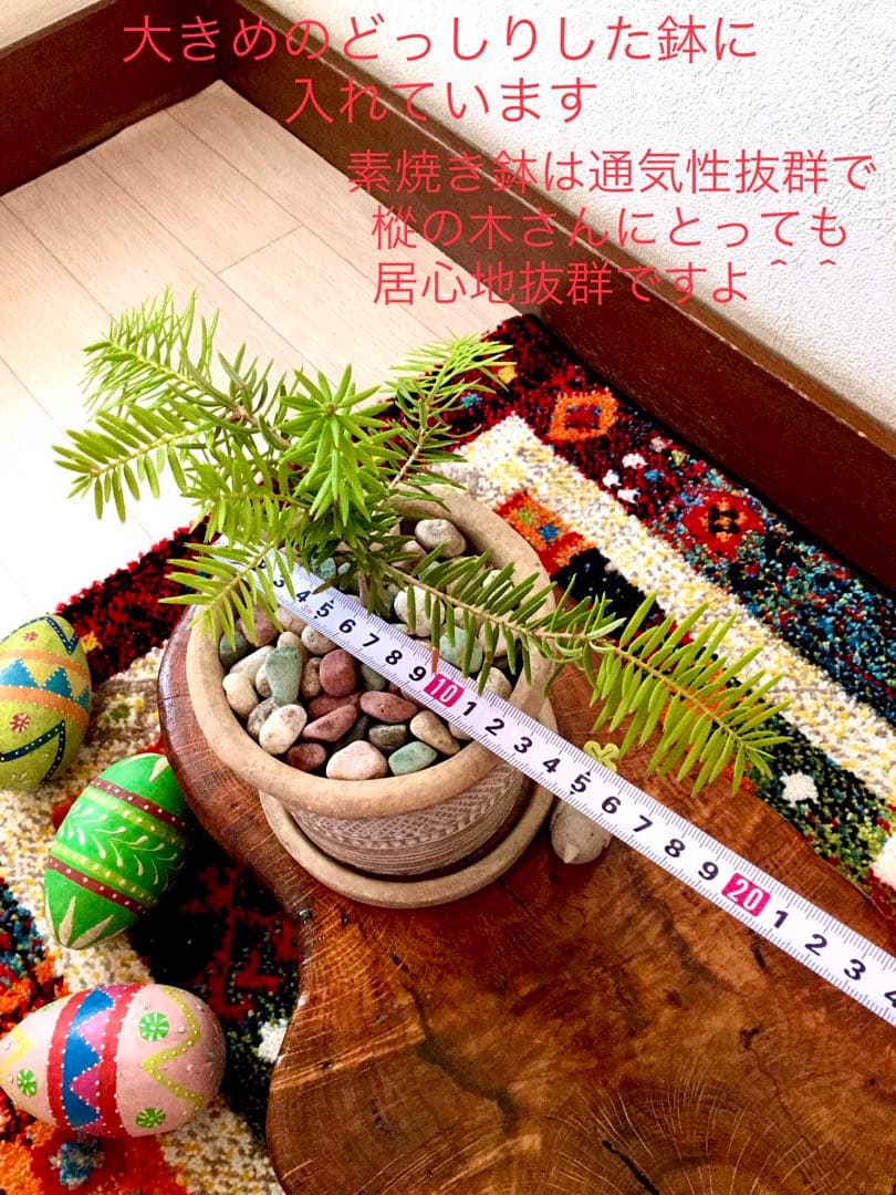 完売　　幸運のお守り＊縁起木【天然野生の森の柊さん/ひいらぎ】インドの鉢植え/大