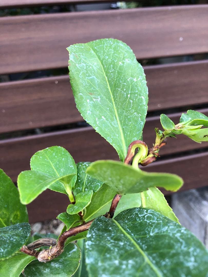 【花芽なし】有頂天　椿　鉢底約60cm