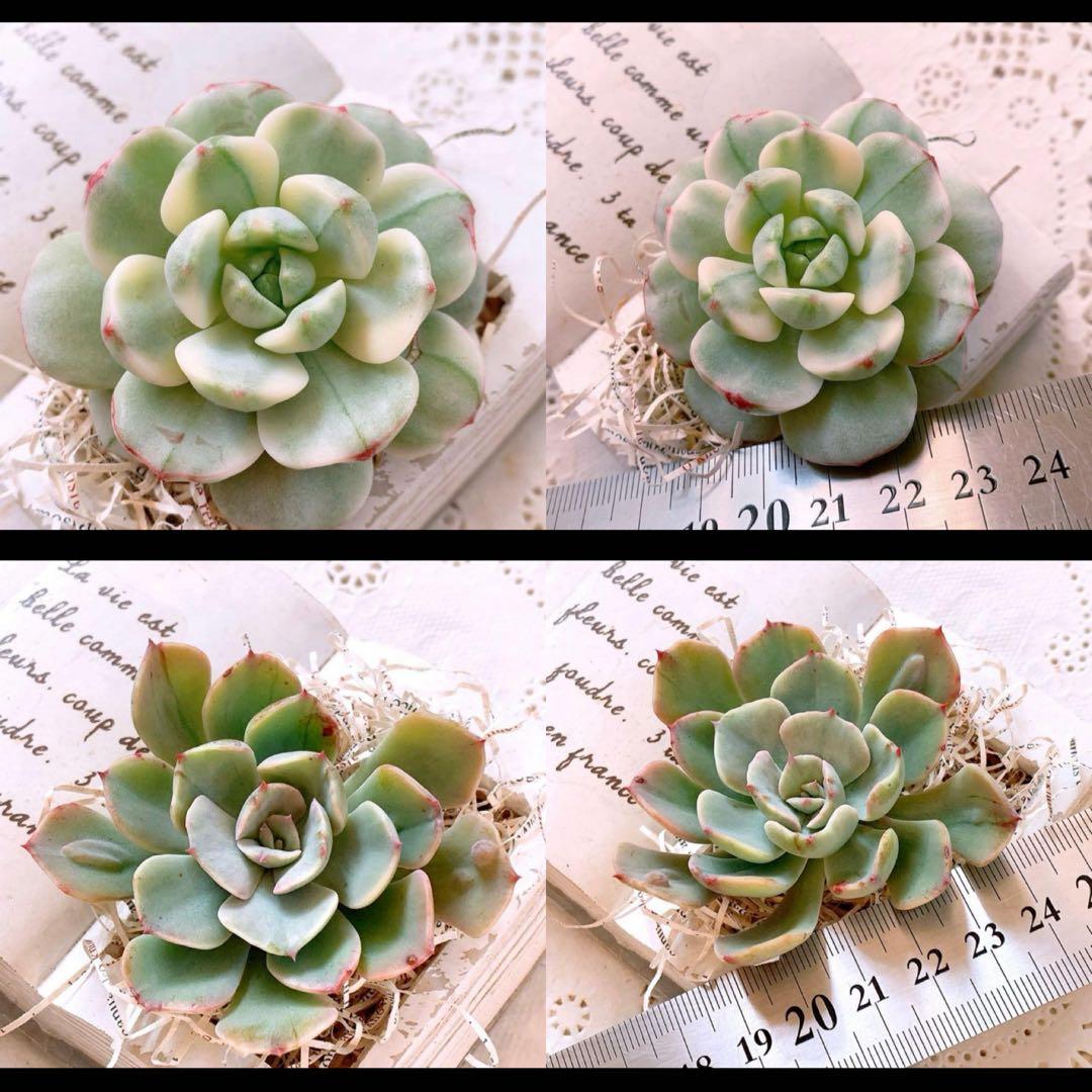 ☆loscente様☆専用です