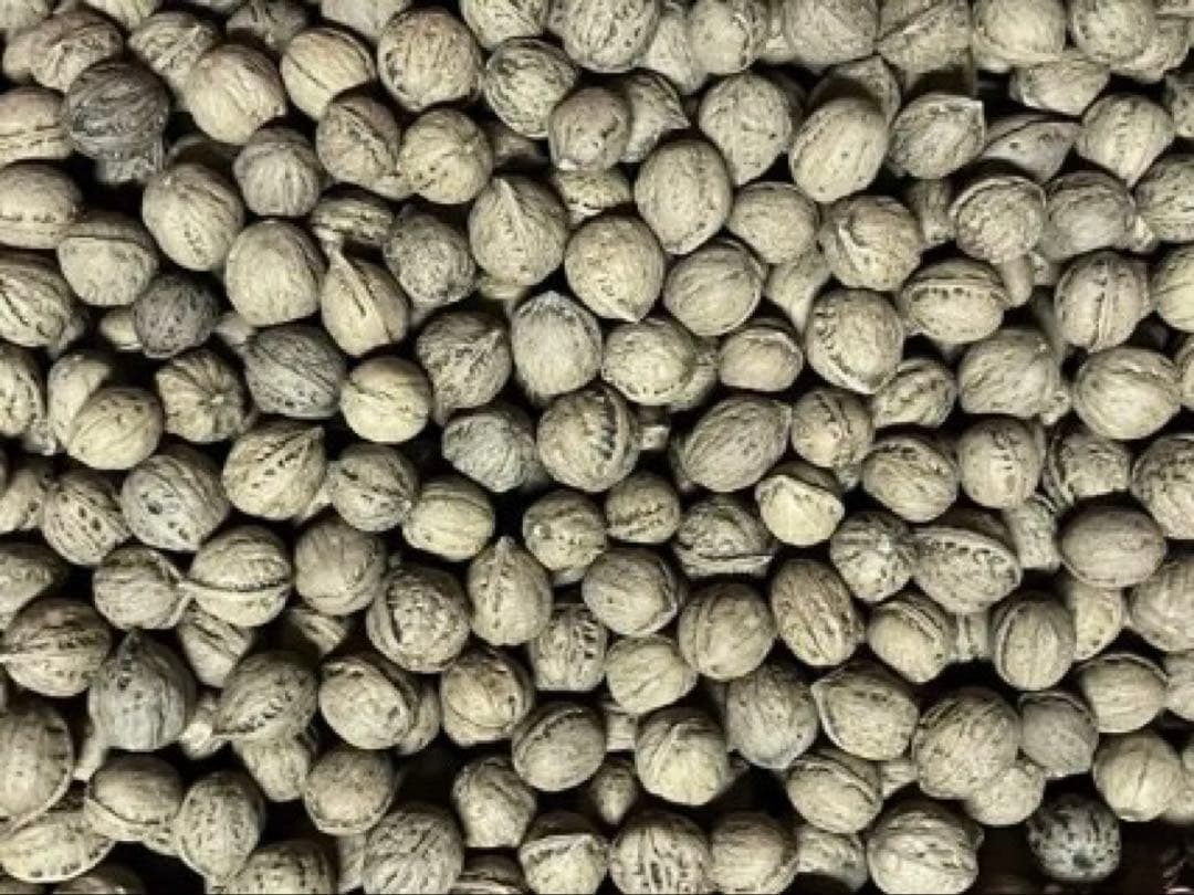 限定値下げ　P 令和7年産　オニクルミ（鬼胡桃・鬼クルミ）約10kg