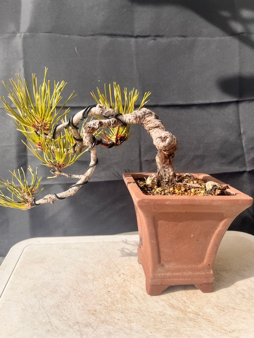 赤松盆栽 10%OFF‼️