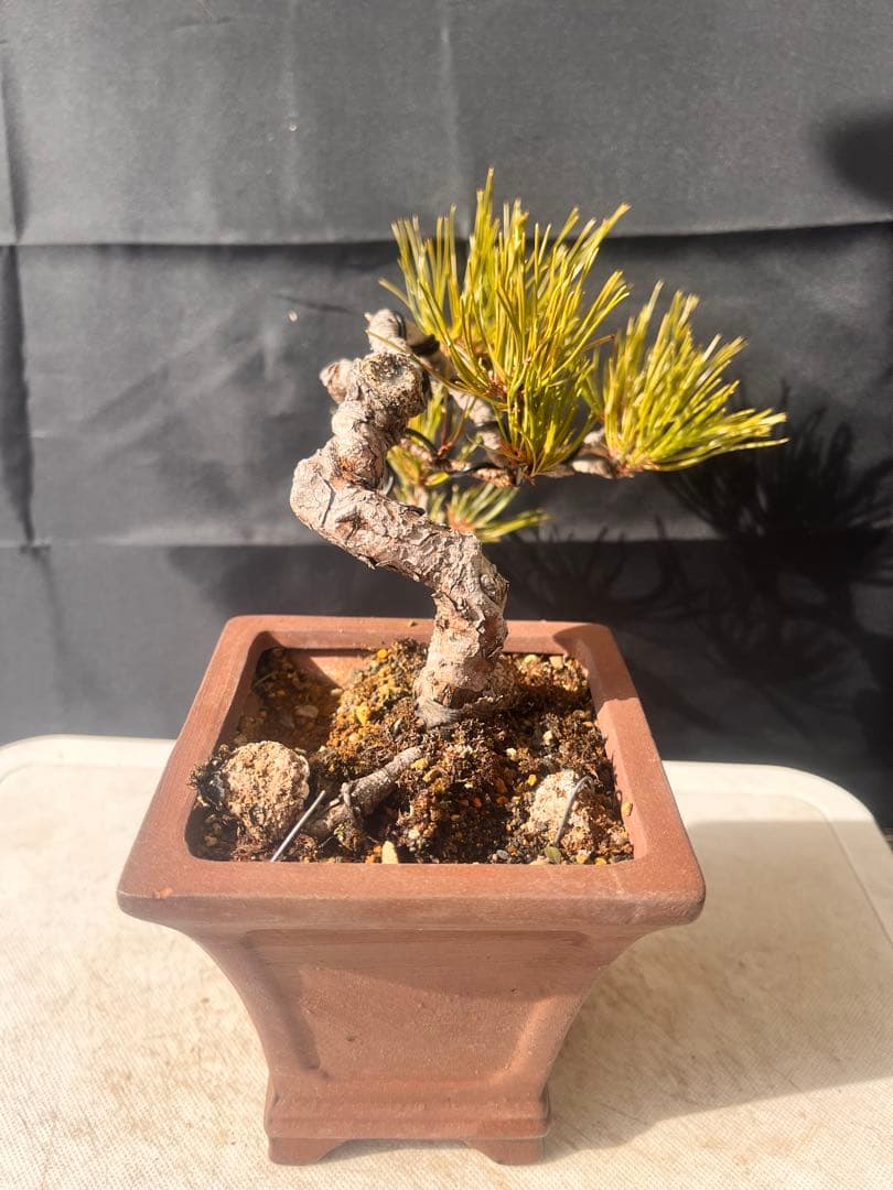 赤松盆栽 10%OFF‼️