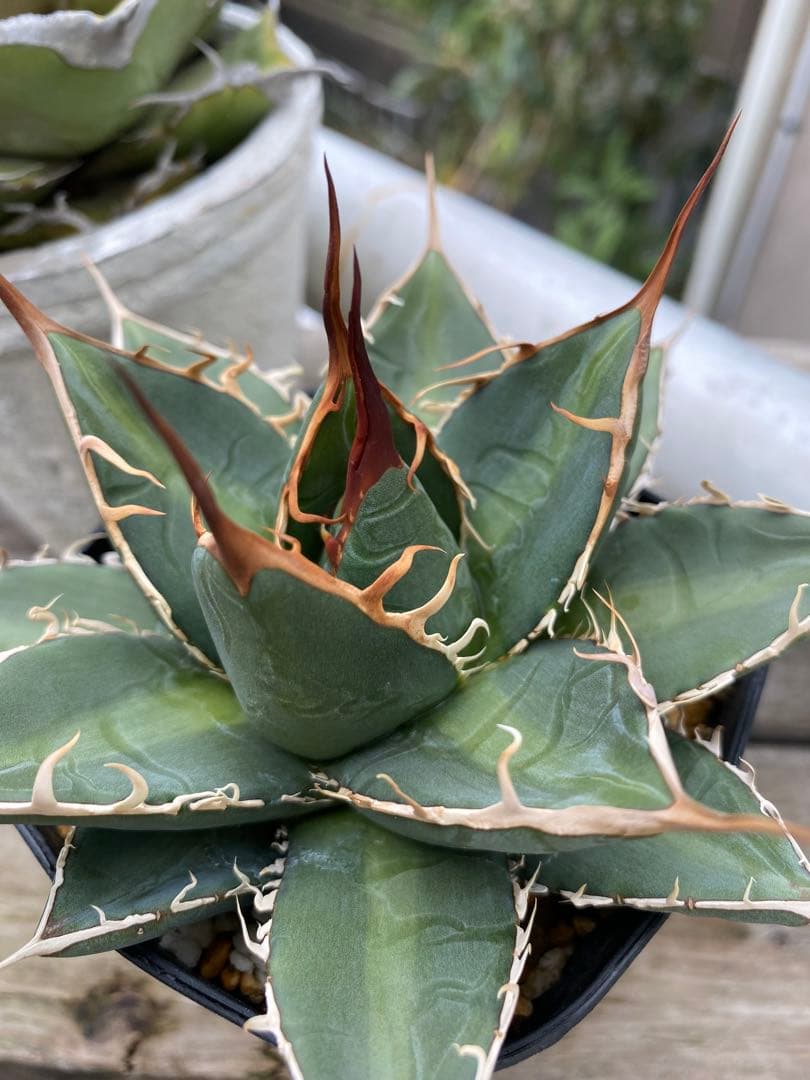 年末年始SALE 実生強棘　斑入りホリダ　2024.5播種　アガベ