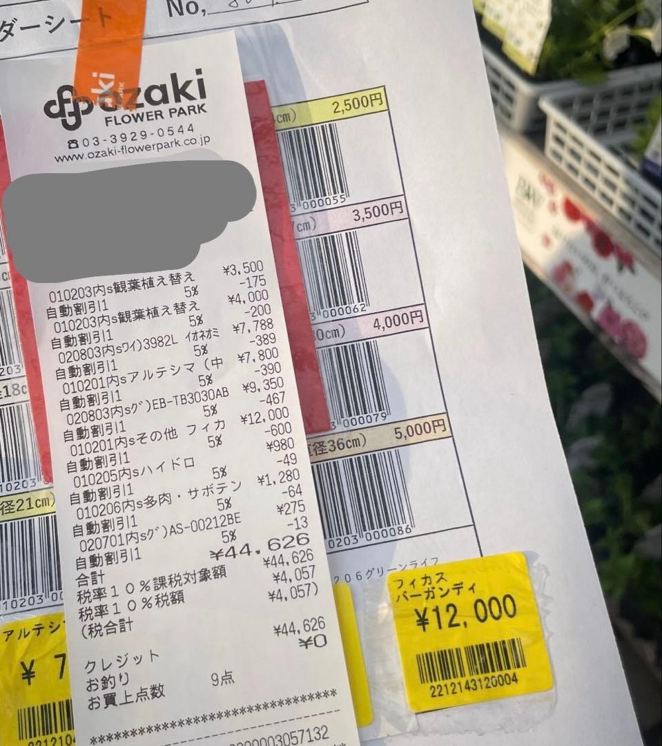 ２個まとめ売りフィカス 観葉植物 緑の葉 白い鉢　バーガンディ