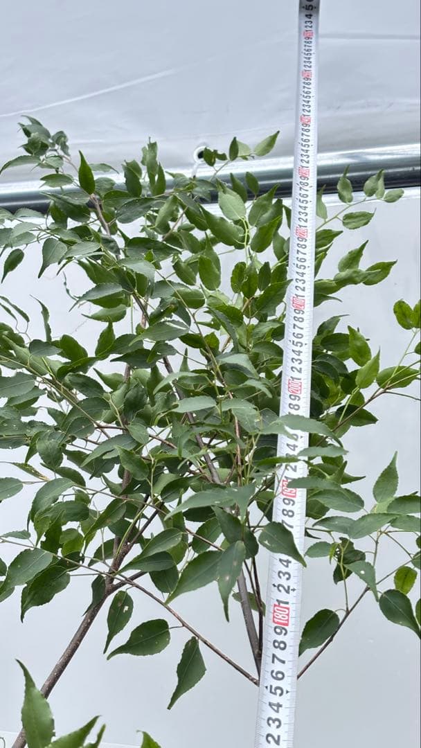 超特大サイズ 細く美しく繊細な樹形 ハイノキ 株立 713 樹高2.4m位