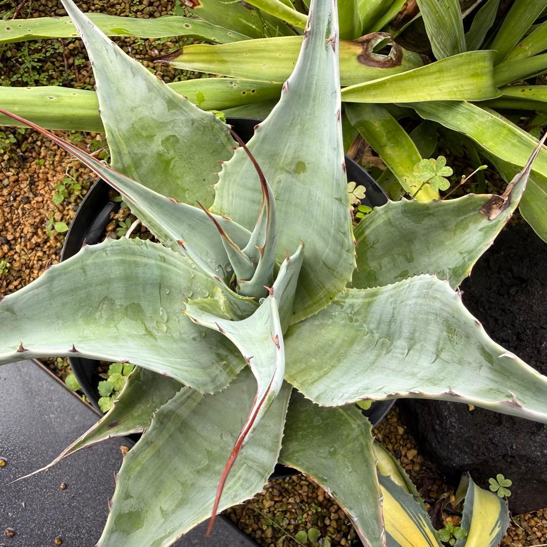 アガベ オバティフォリア 凸凹覆輪斑 ①超希少株 検(キラー オルカ モビー好き