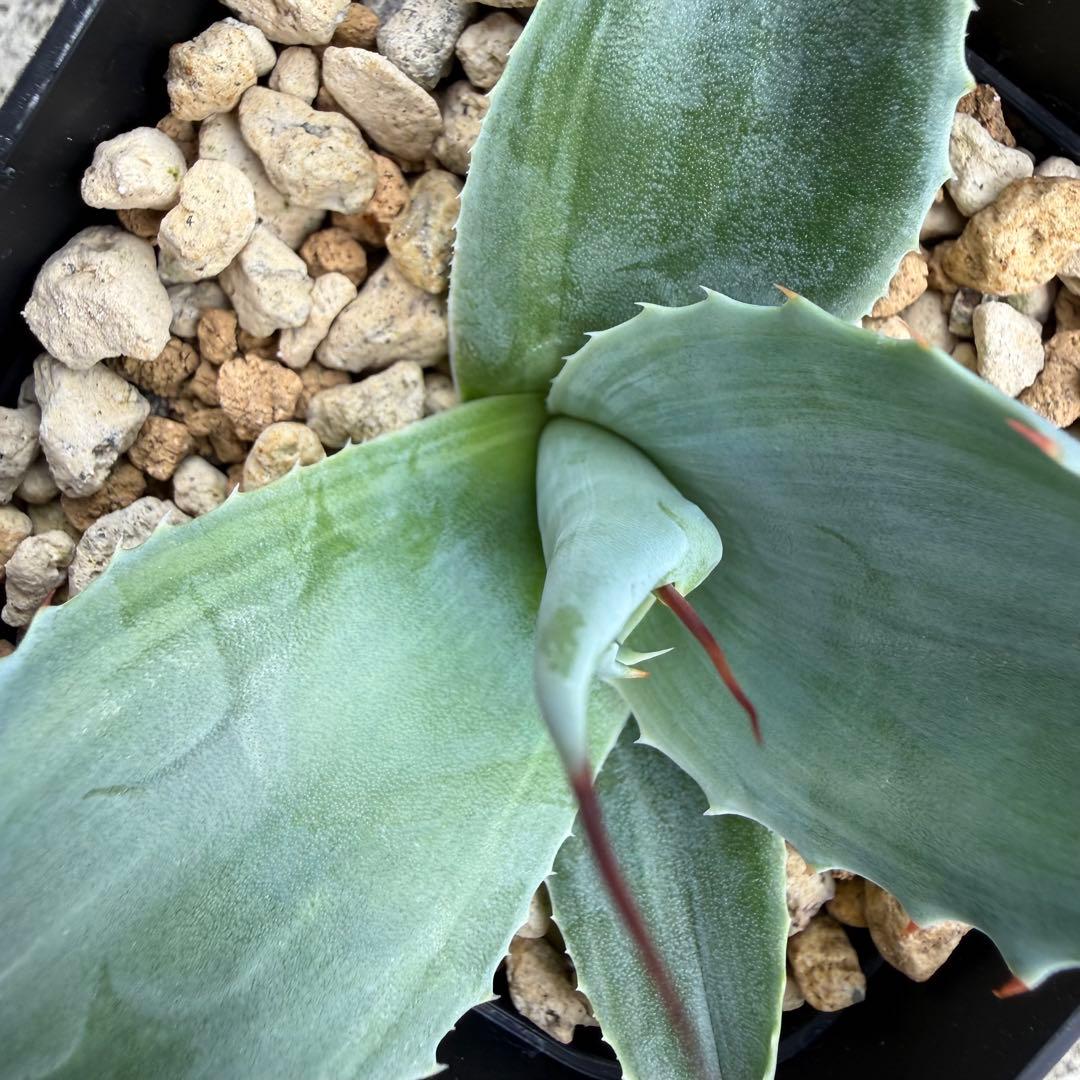 アガベ オバティフォリア 凸凹覆輪斑 ①超希少株 検(キラー オルカ モビー好き