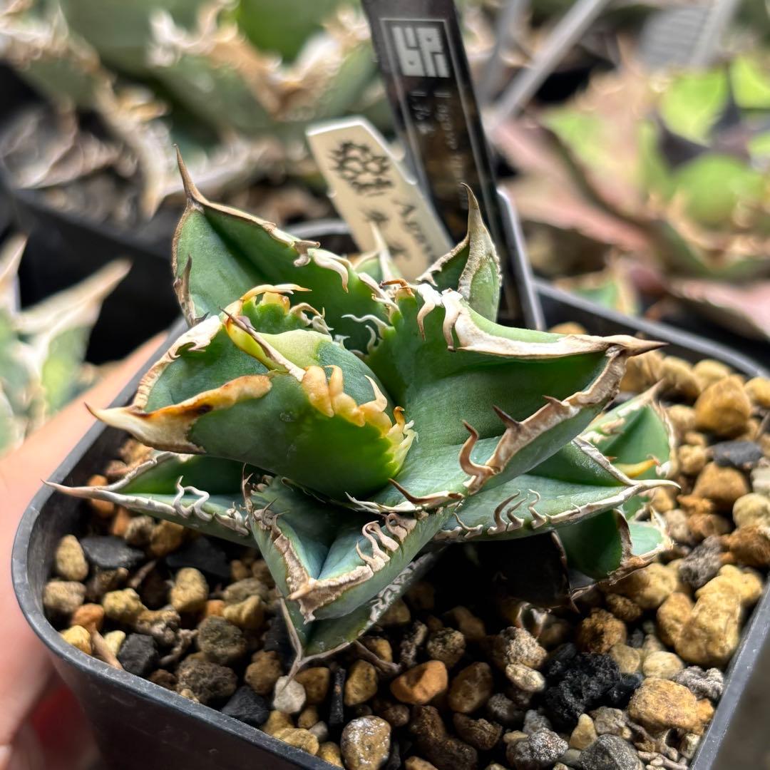 アガベ　朱雀　ベルリン産　子株