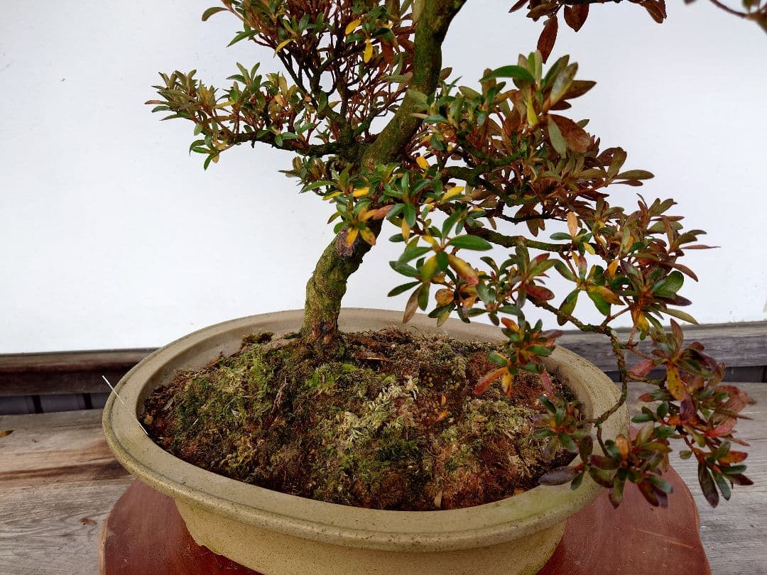 盆栽　皐月　(緋縅)　樹高45cm