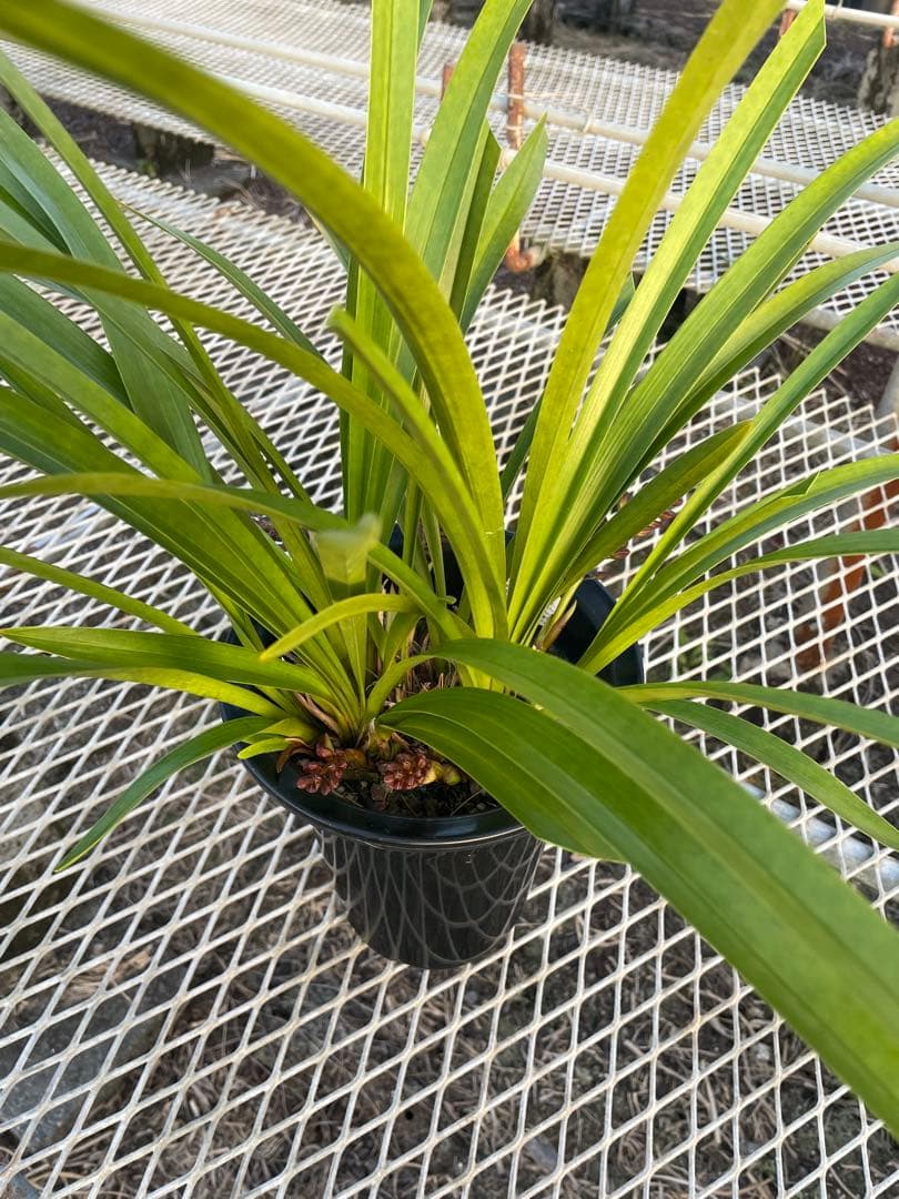 R8年キンリョウヘン花芽7本#4